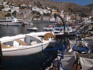 Ύδρα: Καταγγέλλει πως είδε άνδρες να φορτώνουν σε ταχύπλοο γάτες μέσα σε τσουβάλια για να τις πετάξουν